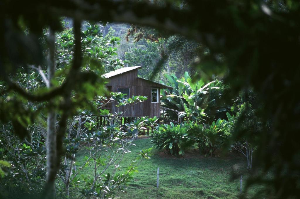 Selva Bananito Lodge Westfalia Kamer foto