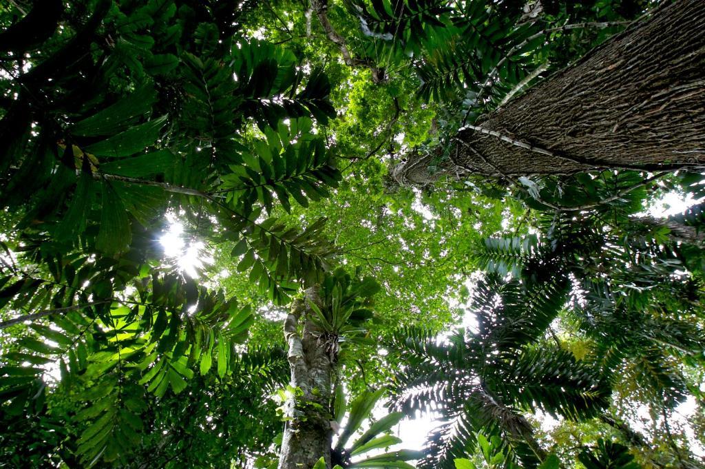 Selva Bananito Lodge Westfalia Buitenkant foto